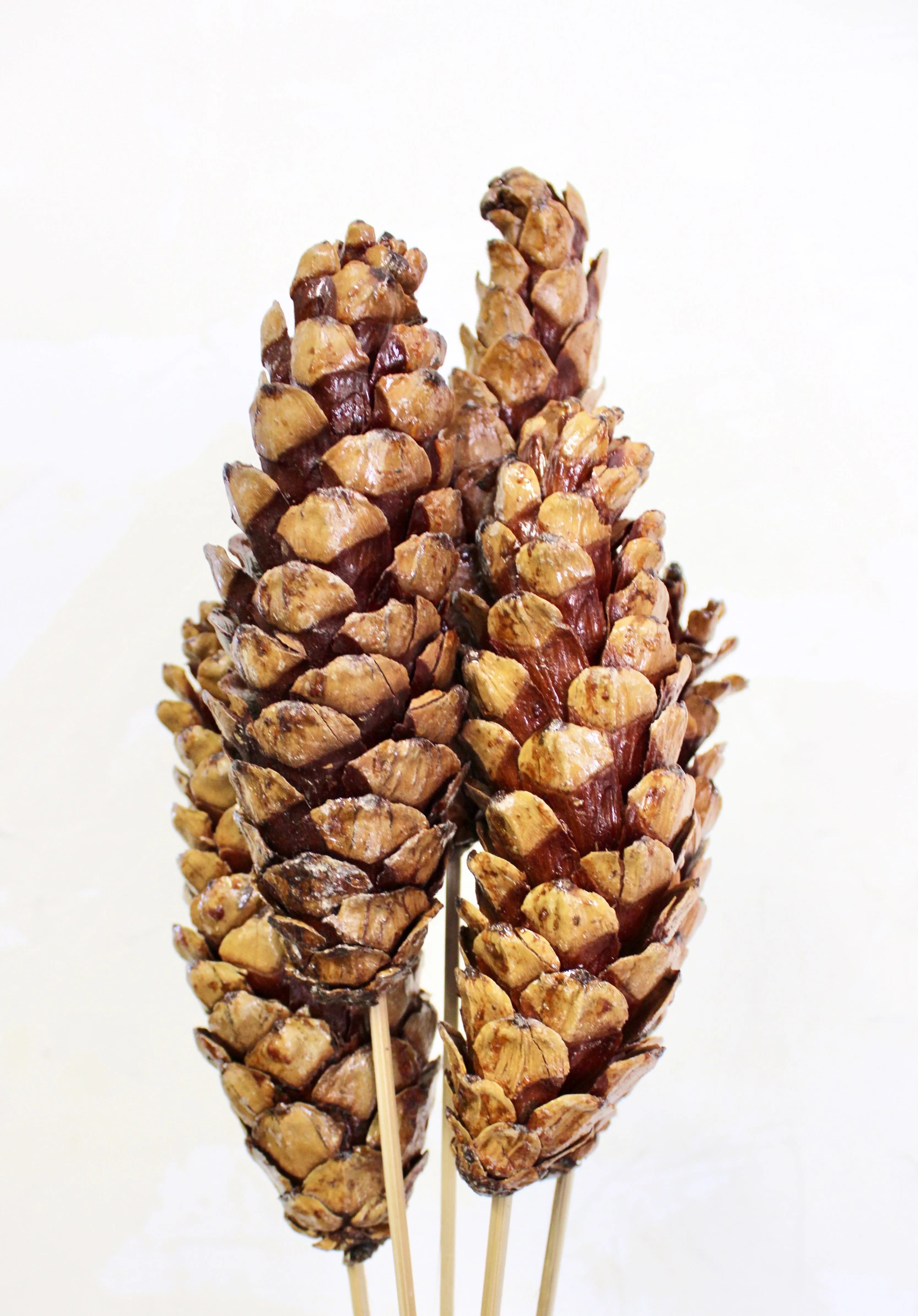 Strobus Pine Cone Bundle