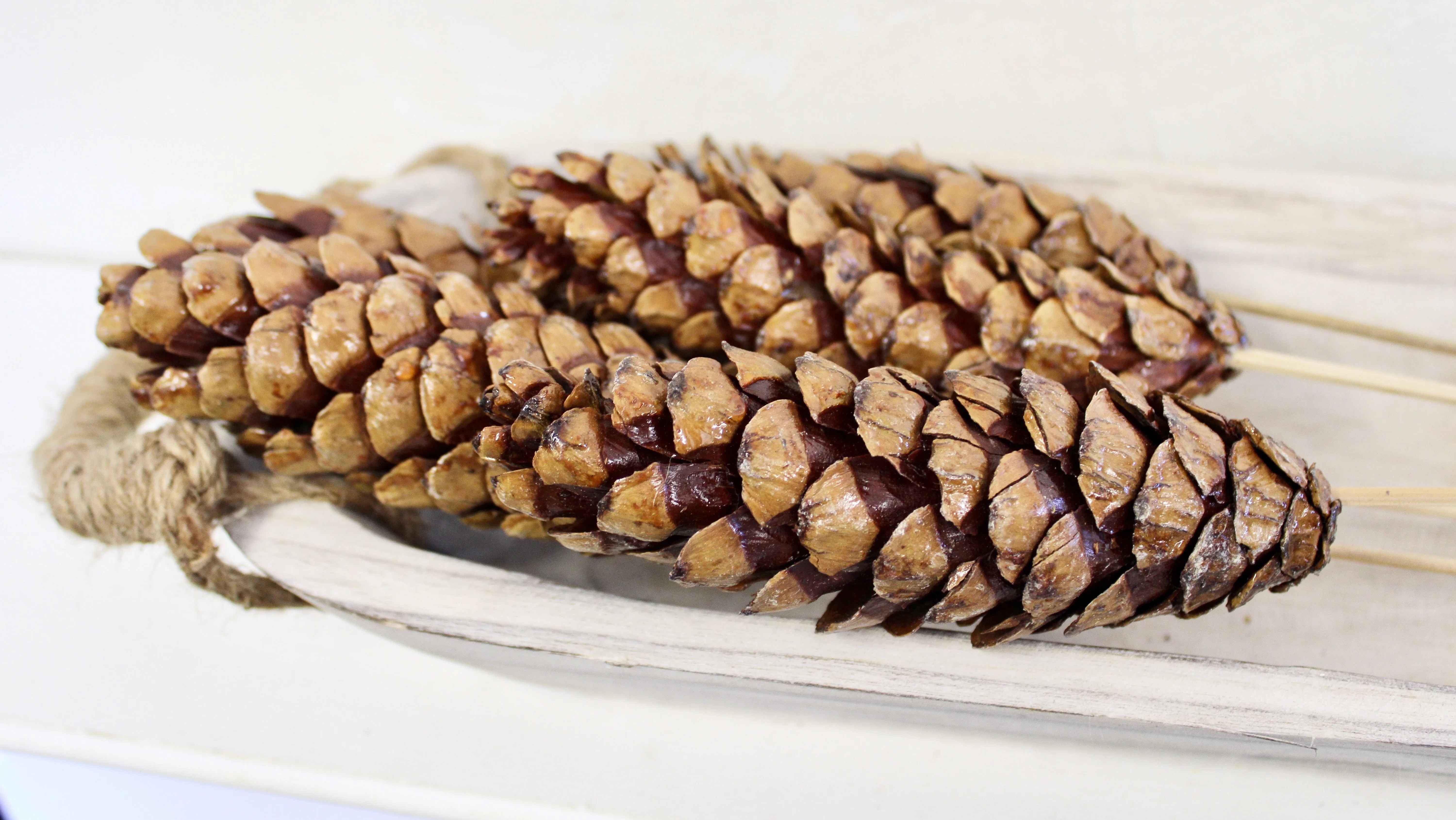 Strobus Pine Cone Bundle